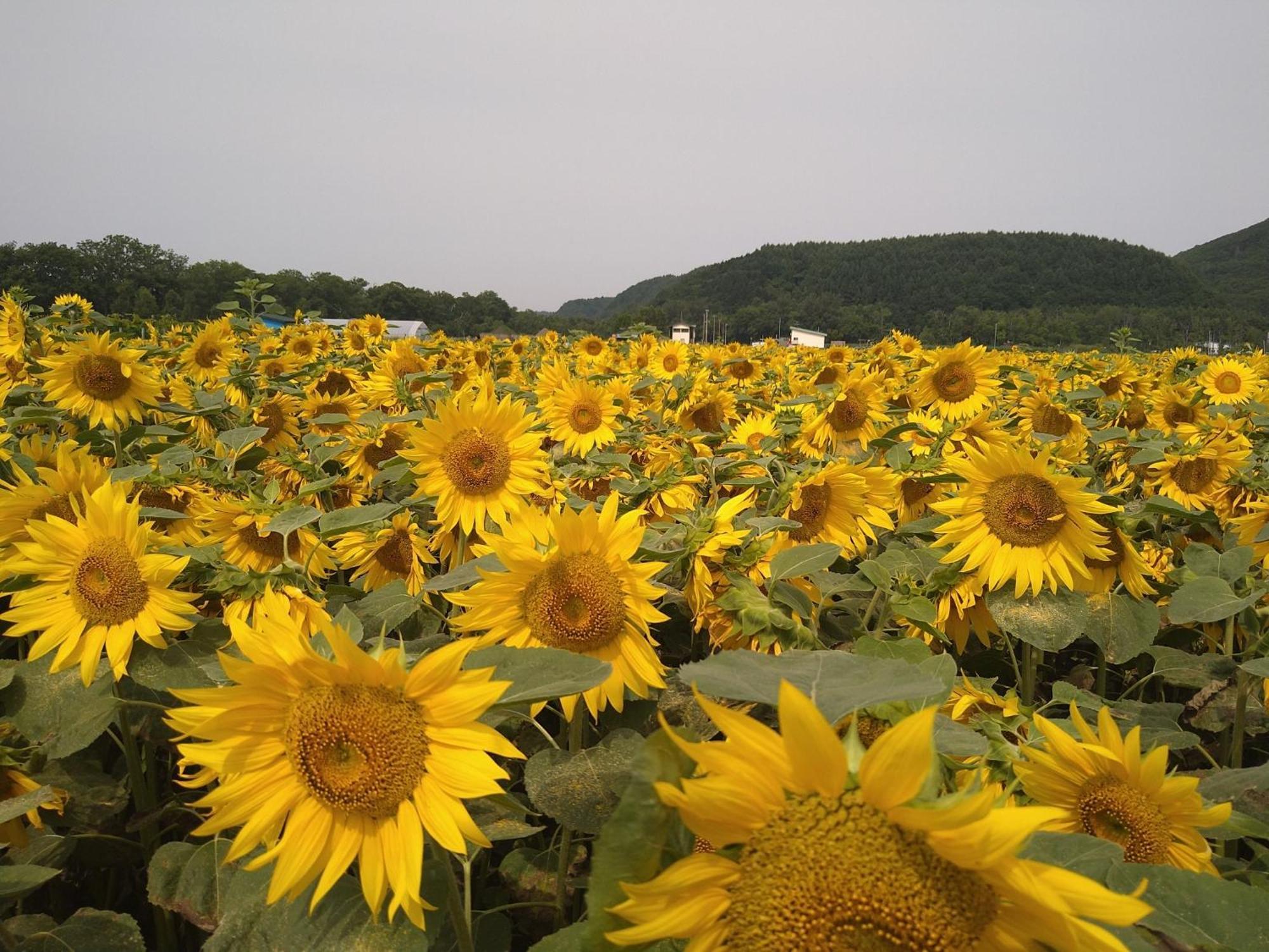 Sea Side Stay / Vacation Stay 1785 Abashiri Esterno foto